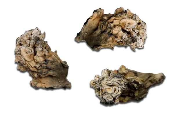 Hydra Enigma Magic Mushrooms