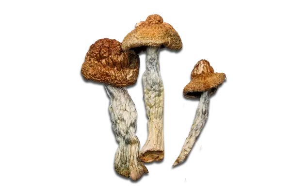 Jedi Mind Fuck Magic Mushrooms
