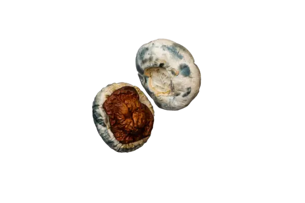 King Kong Magic Mushrooms - Image 2
