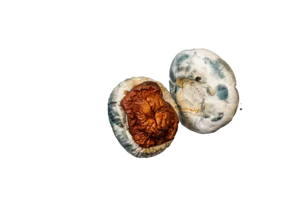 King Kong Magic Mushrooms - Image 3