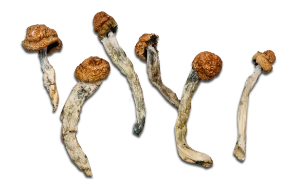 Machine Elf Magic Mushrooms