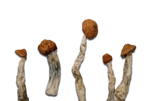 Malabar Magic Mushrooms