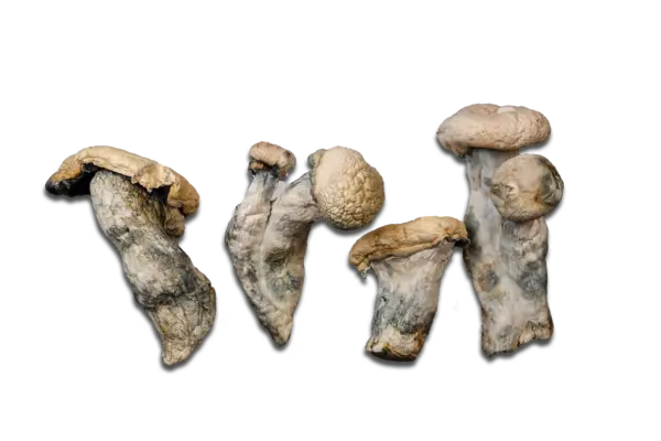 Maria Scbina Magic Mushrooms