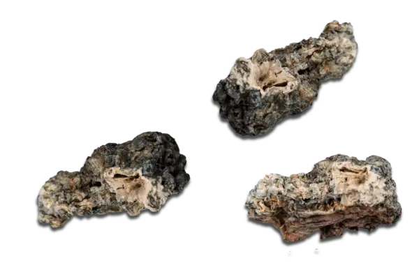 Nebula Enigma Magic Mushrooms