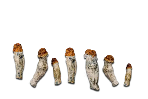 Oakridge Magic Mushrooms (Nuclear Mushroom)