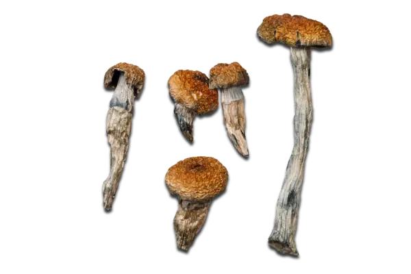 Orissa India Magic Mushrooms