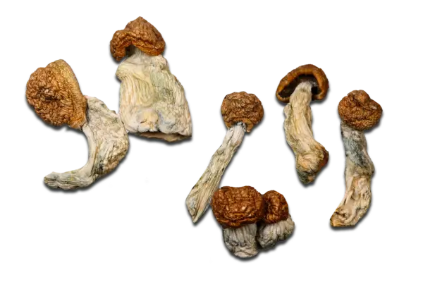 Penis Envy #7 Magic Mushrooms