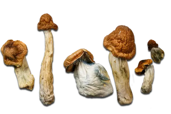 P.E. Great Pumpkin Magic Mushrooms