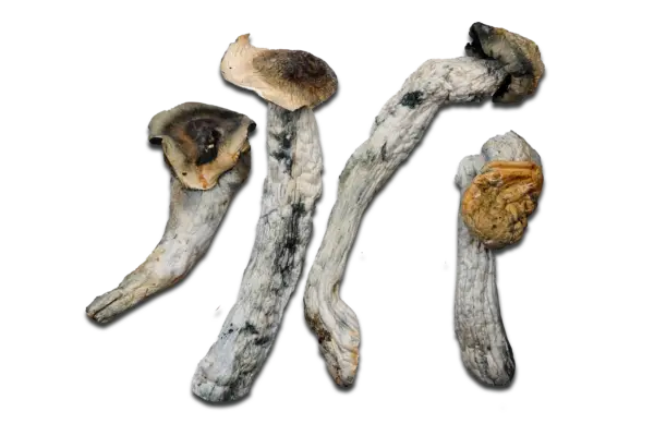 Poseidon's Finger Magic Mushrooms