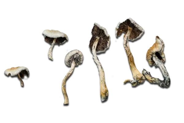 Super Strength Natalensis Magic Mushrooms