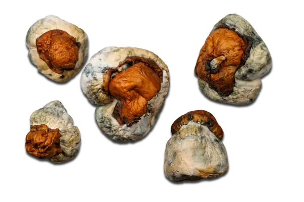 Texas Yellow Cap Magic Mushrooms