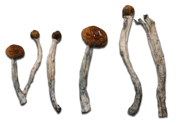 Vietnamese Magic Mushrooms