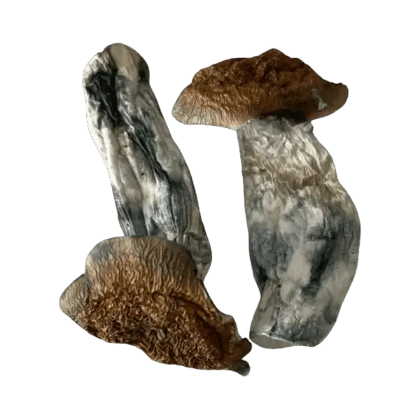 Sabre Tooth Magic Mushrooms