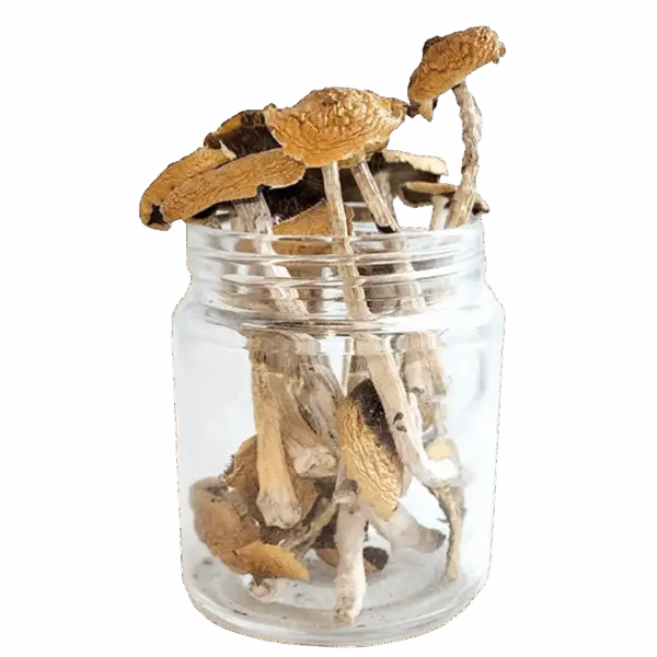 Treasure Coast Magic Mushrooms