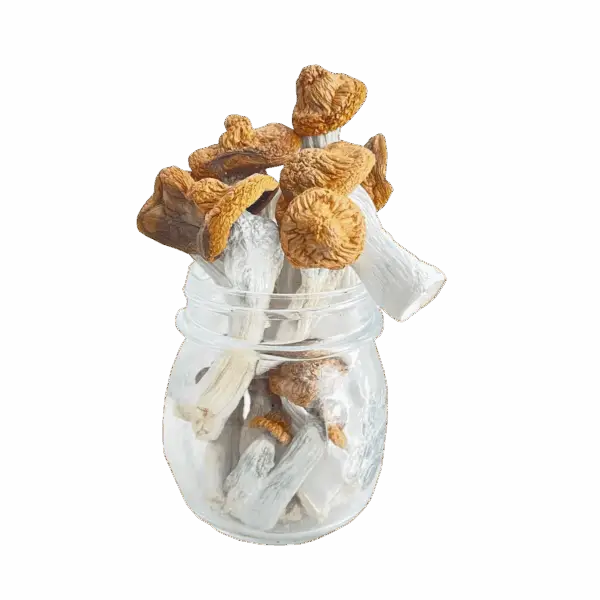 Melmac Penis Envy Mushrooms