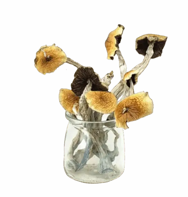 Daddy Long Legs Magic Mushrooms