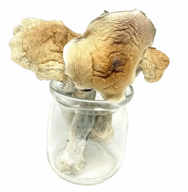 Mazatapec Magic Mushrooms