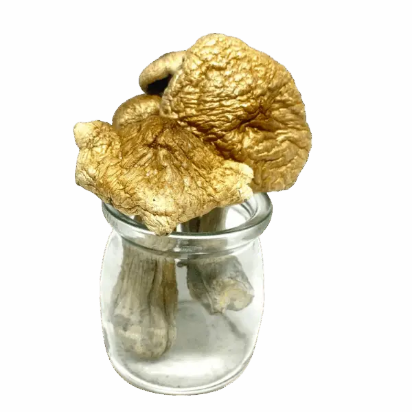 Penis Envy Mutant Magic Mushrooms
