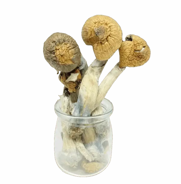 Penis Envy 6 Magic Mushrooms (PE6)