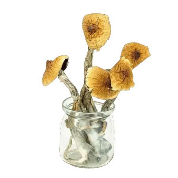 Texas Yellow Cap Magic Mushrooms