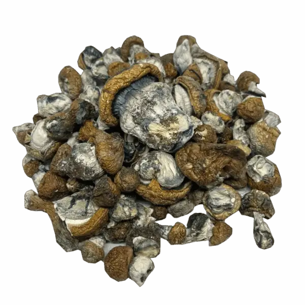 Burmese Magic Mushrooms