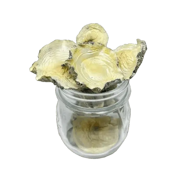 White Wizard Magic Mushrooms