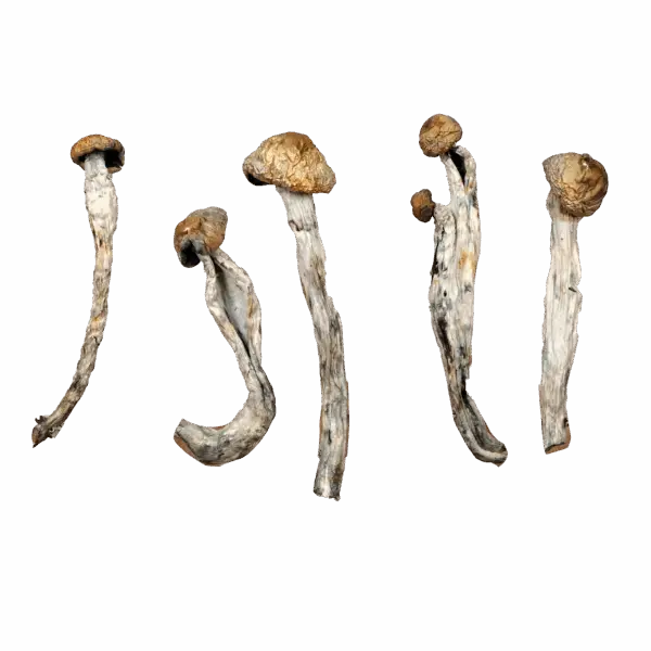 African Transkei - Magic Mushrooms