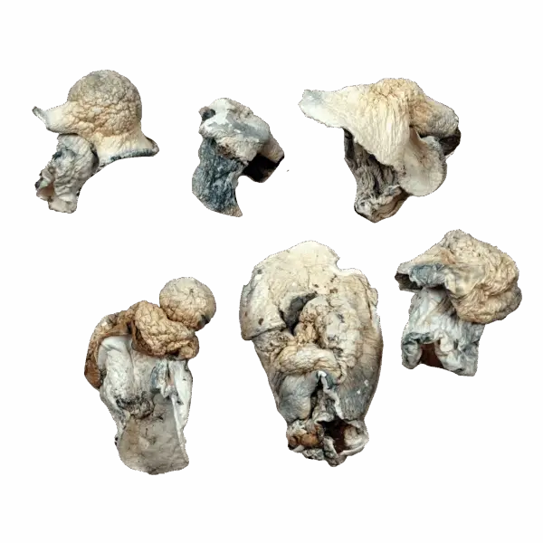 Aztec God Magic Mushrooms