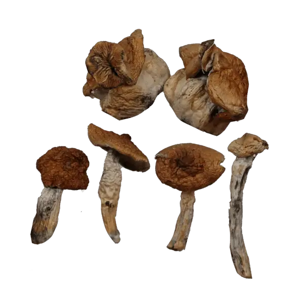 B+ Mushrooms - Magic Mushrooms