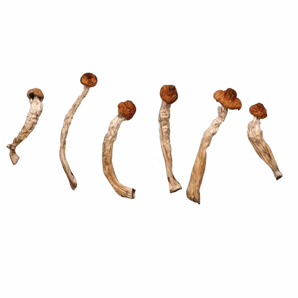 Ban Sa Phang Kha Magic Mushrooms