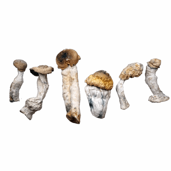 Blue God Magic Mushrooms
