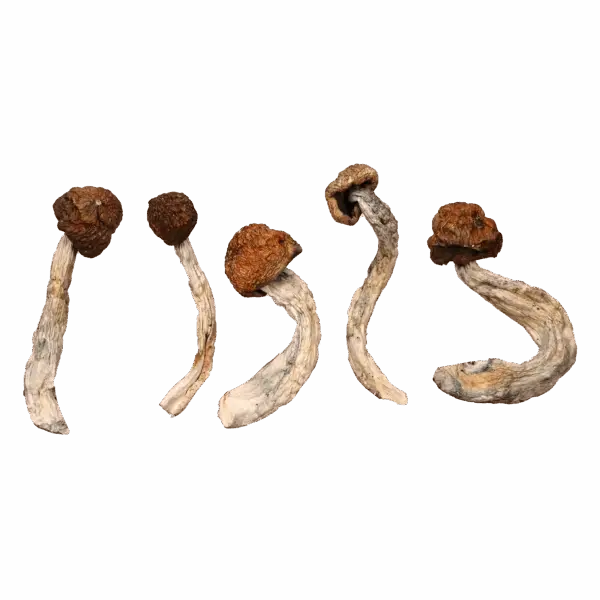 Cambodian Magic Mushrooms