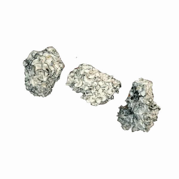 Chocolate Krinkle Brain Magic Mushrooms