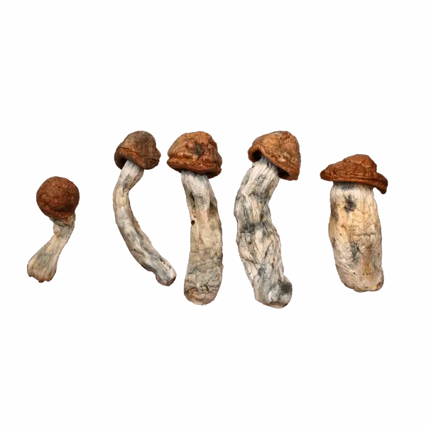 DC Mac Magic Mushrooms