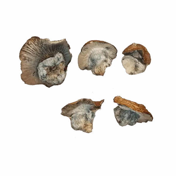 Hillbilly Pumpkin Magic Mushrooms