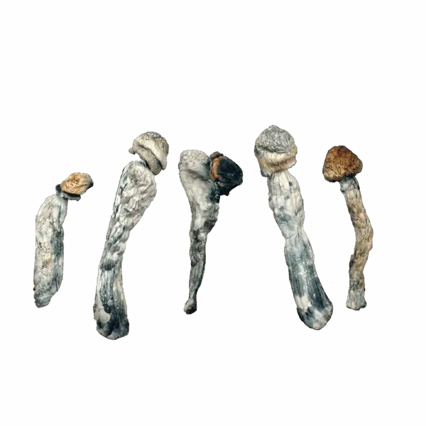 Lucid Gates - Magic Mushrooms