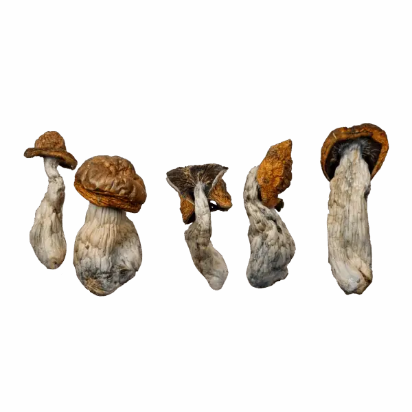 McKilla Gorilla Magic Mushrooms