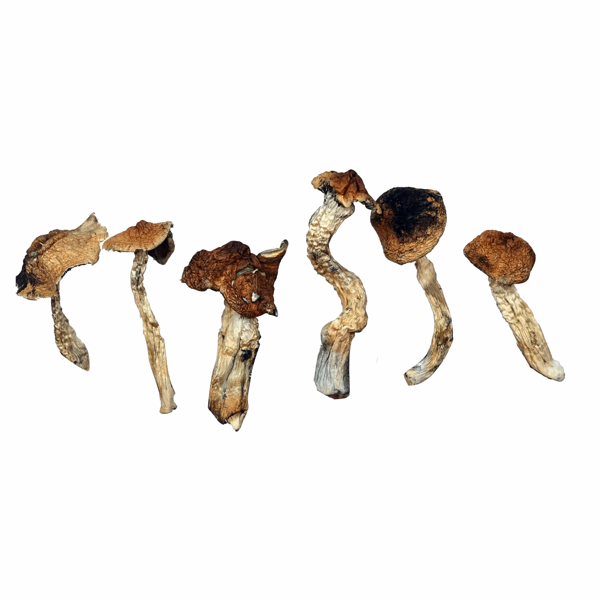 Mexicana Magic Mushrooms