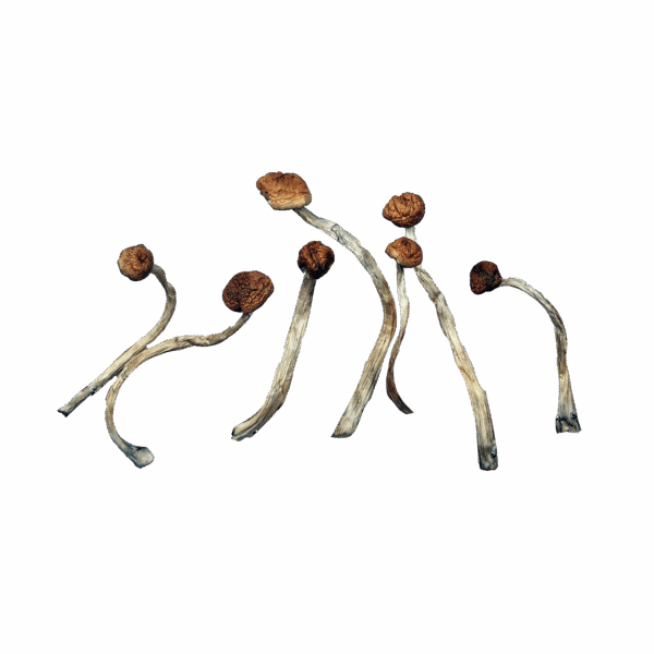MexiCube Magic Mushrooms