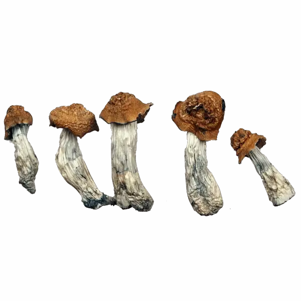 Texas Penis Envy Magic Mushrooms
