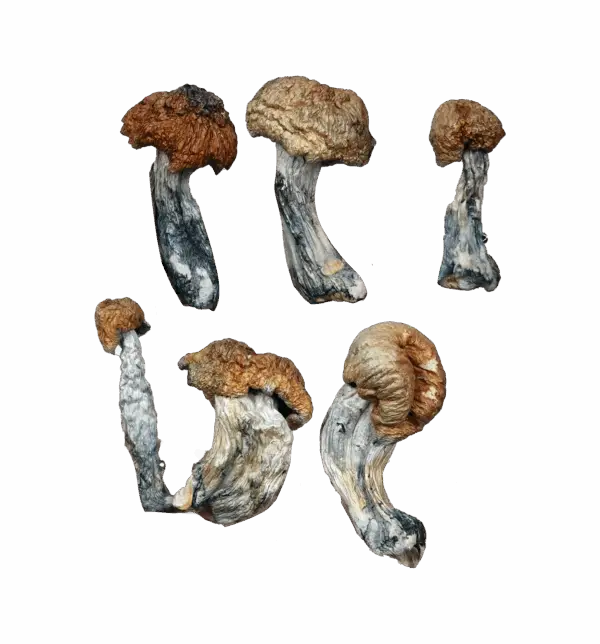 Tidal Wave Magic Mushrooms