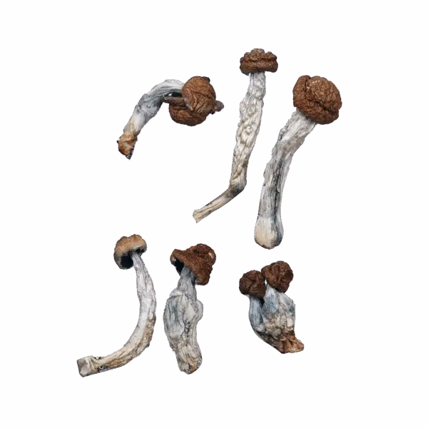 Trinity Magic Mushrooms