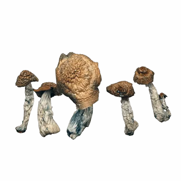 Yeti Magic Mushrooms