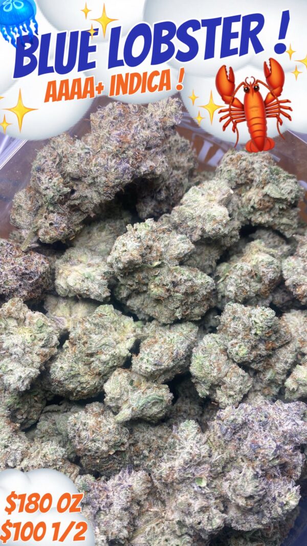 Blue Lobster AAAA+ Indica