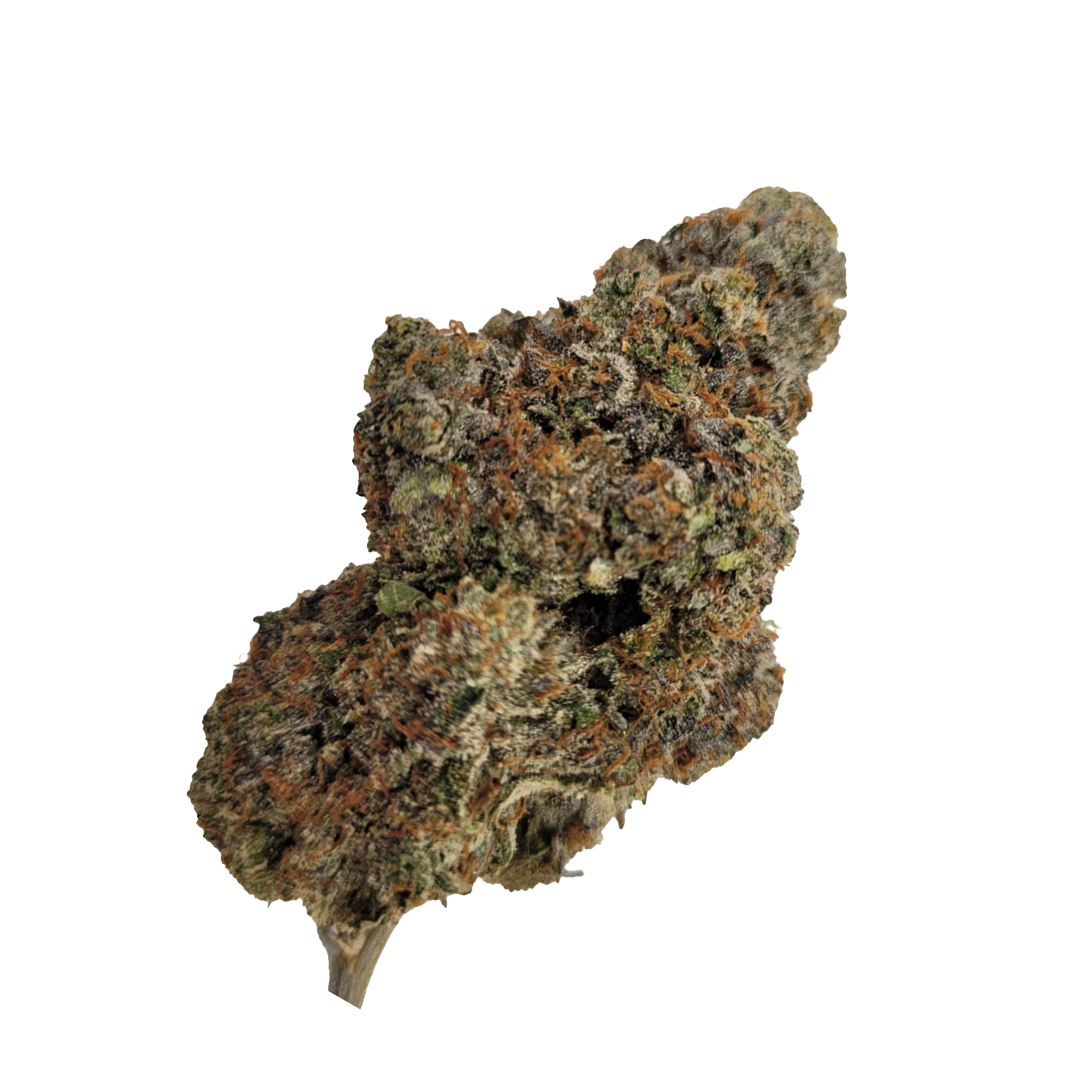 Cactus Breath AAAA+ Hybrid