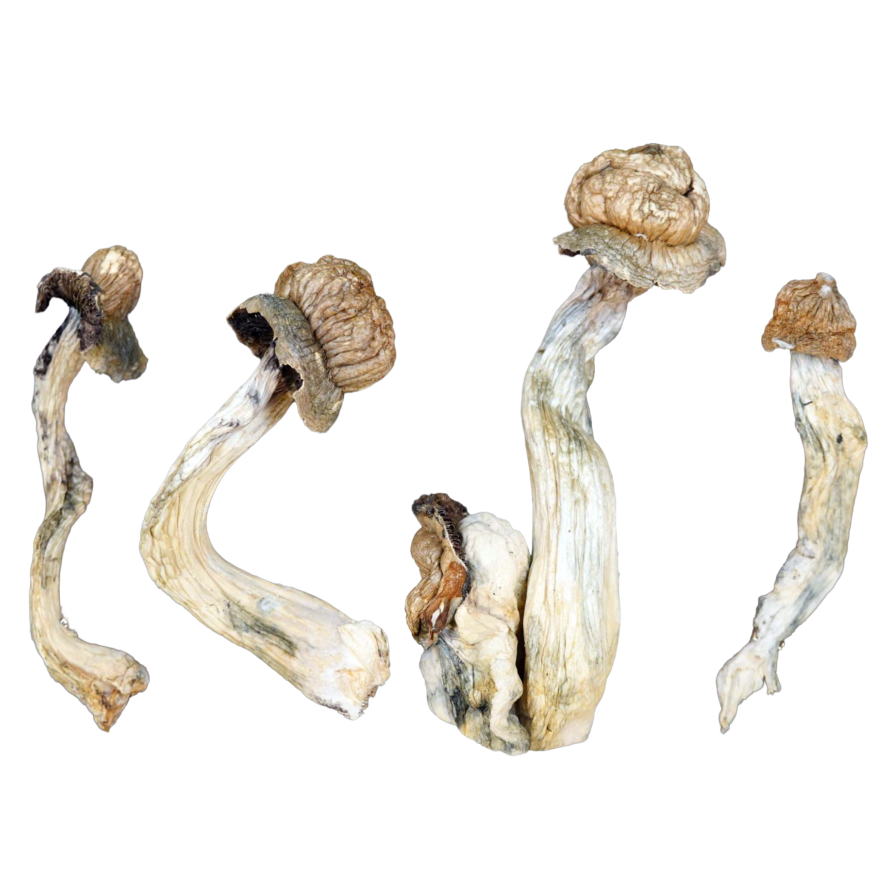 Goliath Penis Envy Magic Mushrooms