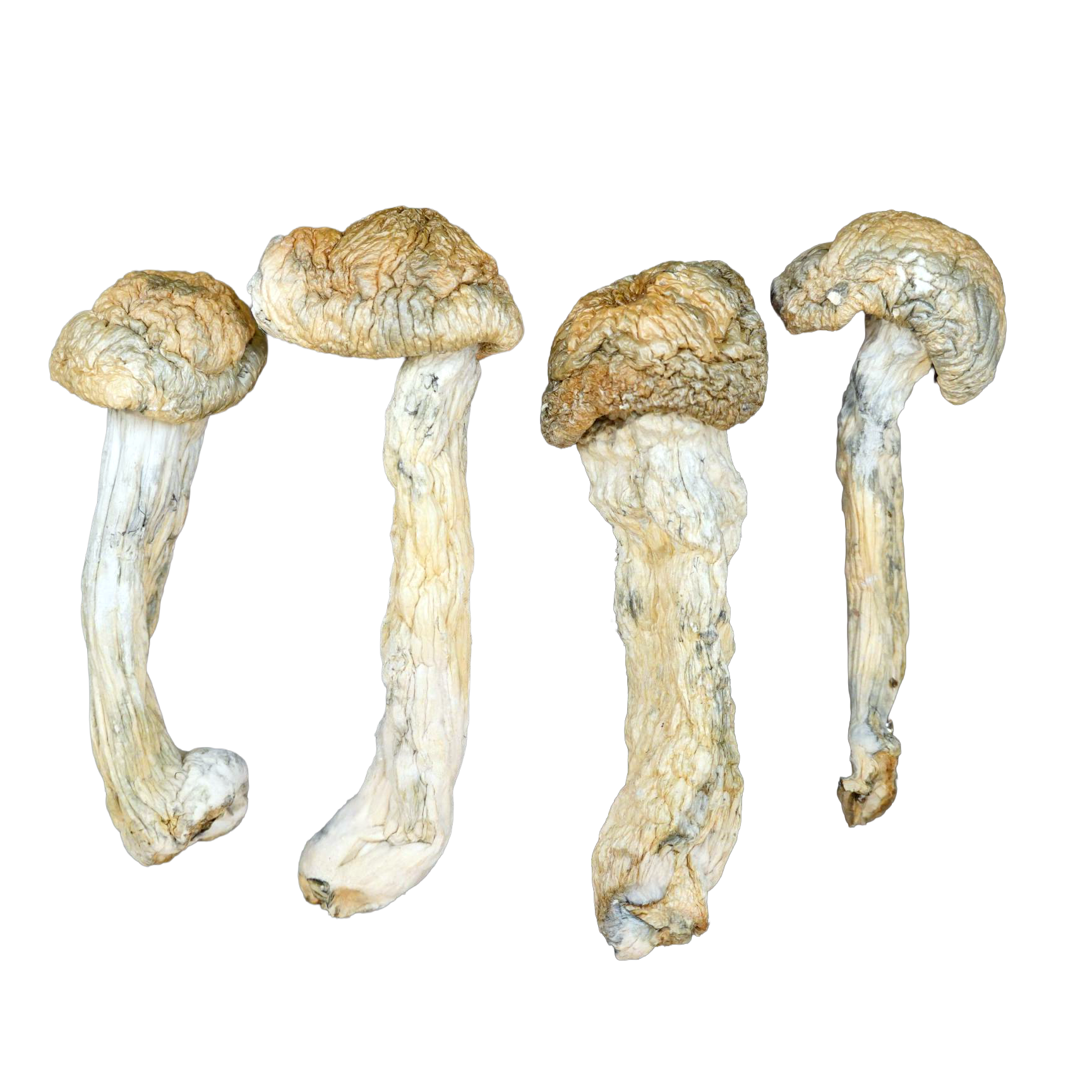 Green Cap Thrasher Magic Mushrooms