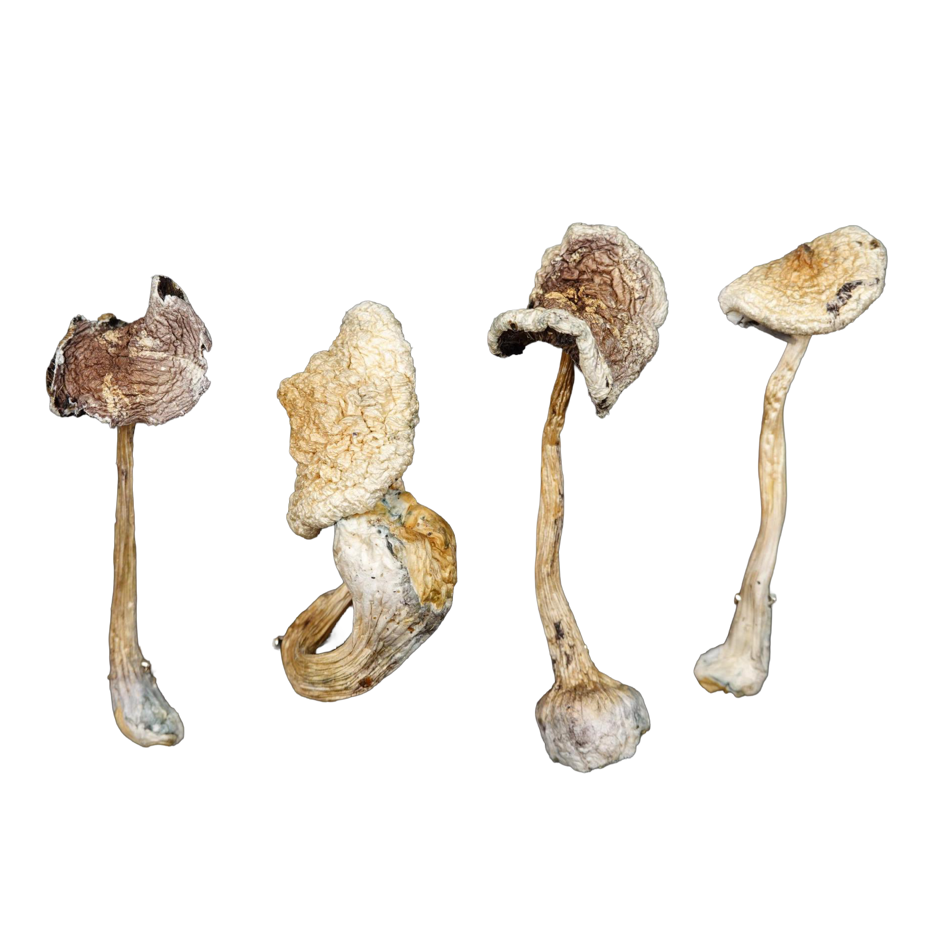 White Teacher Magic Mushrooms