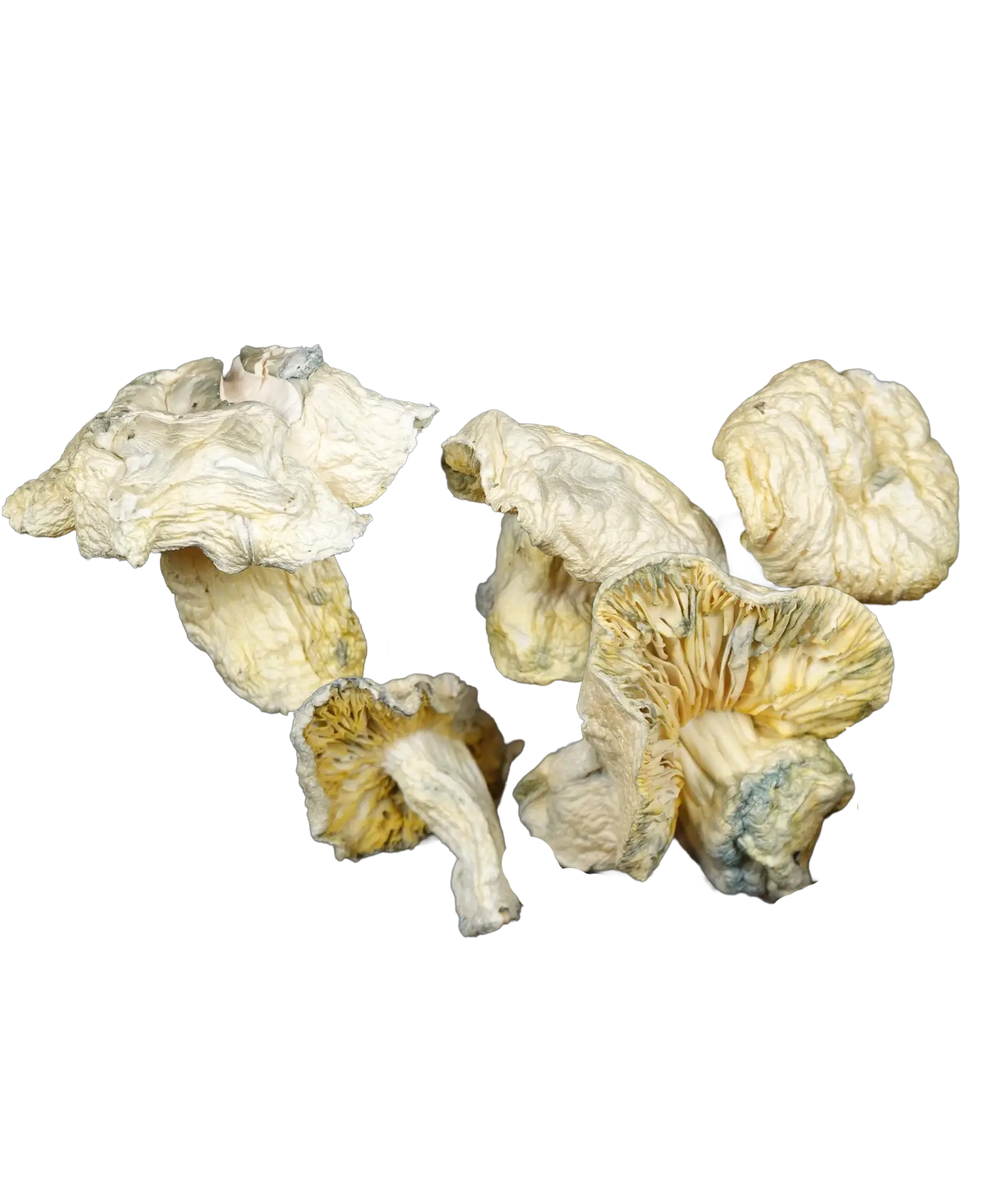 Iceberg Magic Mushrooms