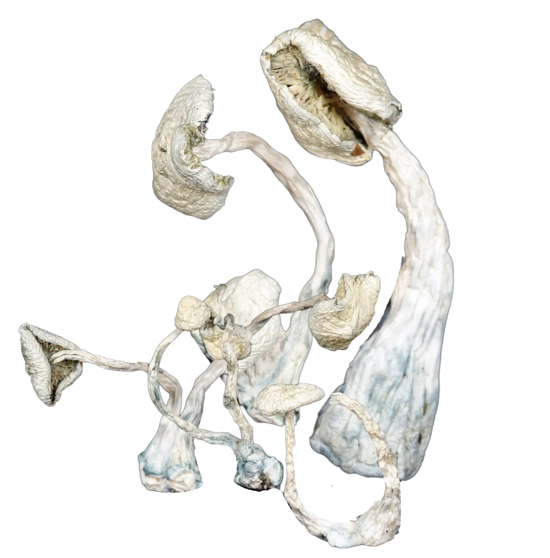 Snow White Magic Mushrooms